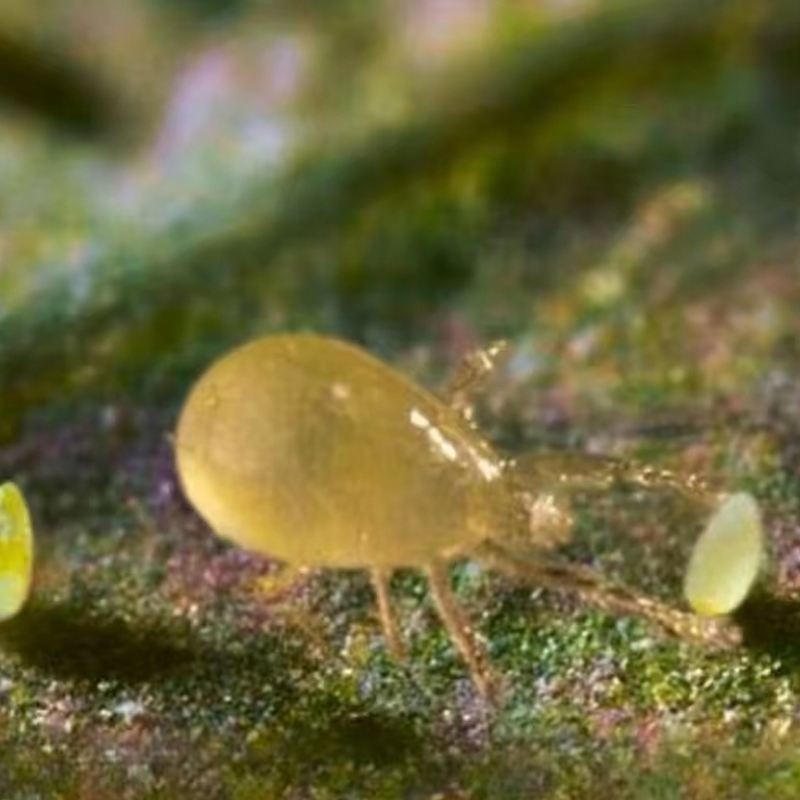 科云®斯氏鈍綏螨 科云®斯氏鈍綏螨